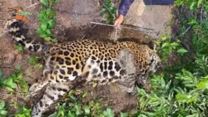 Leia mais sobre o artigo Perícia confirma que onça-pintada encontrada morta na Serra do Amolar foi abatida à tiros