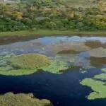 Governo avança para implantar o Parque Estadual do Pantanal do Rio Negro