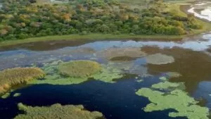 Leia mais sobre o artigo Governo avança para implantar o Parque Estadual do Pantanal do Rio Negro