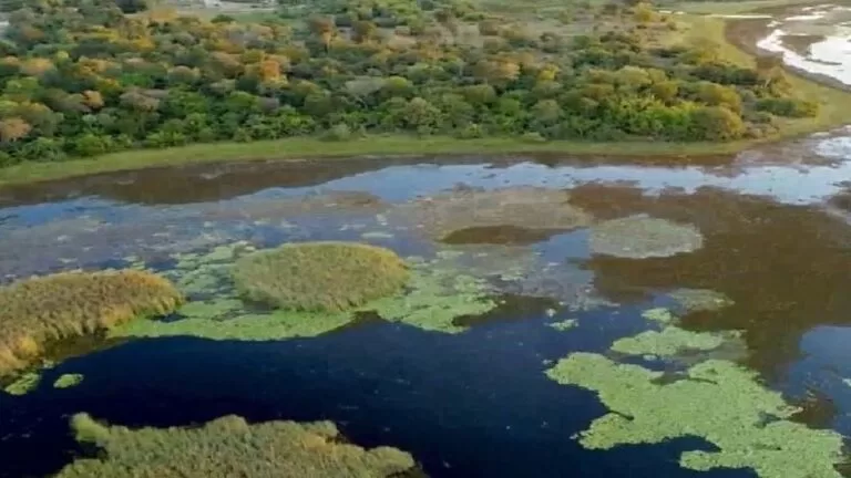 Governo avança para implantar o Parque Estadual do Pantanal do Rio Negro