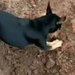 Pinscher de traficante entrega esconderijo de drogas durante operação da PF em MT |vídeo