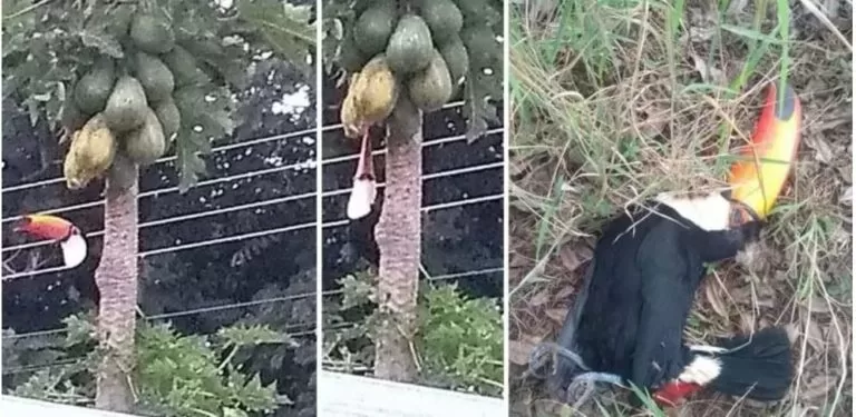 Tucanos são abatidos a tiros e caso vai parar na delegacia em MS