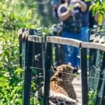 Turistas contemplam onça-pintada em banho de sol durante trilha no Pantanal