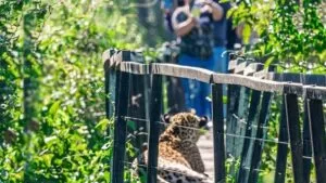 Leia mais sobre o artigo Turistas contemplam onça-pintada em banho de sol durante trilha no Pantanal