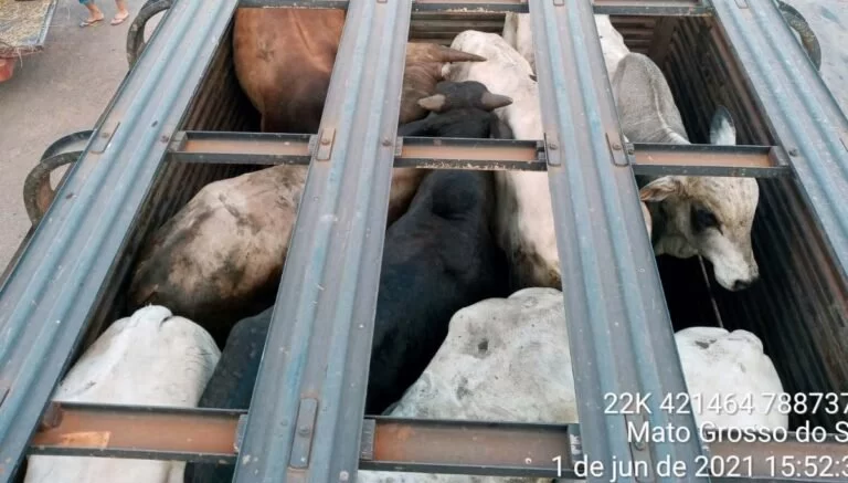 Após deixar gado com fome e sede em caminhão por 24 horas, homem é autuado pela PMA