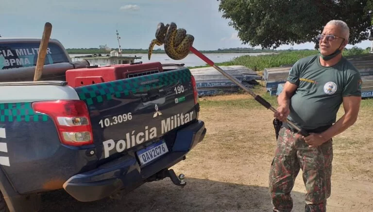 PMA captura Sucuri de 1,5 metro em banco de praça na região portuária de Corumbá