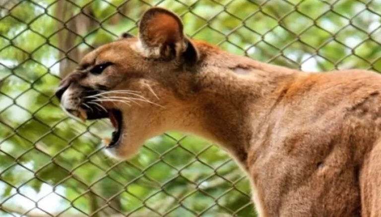 Governo sanciona lei que define as normas para proteção da fauna de MS