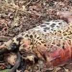 Duas onças-pintadas e mais 15 animais são encontrados mortos no Pantanal em Corumbá