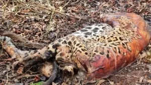 Leia mais sobre o artigo Duas onças-pintadas e mais 15 animais são encontrados mortos no Pantanal em Corumbá