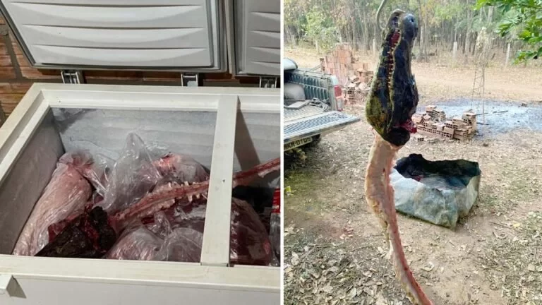 Homem é preso após abater seis jacarés, porco monteiro e veado em cidade de MS