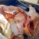 Polícia Civil apreende 389 quilos de carne imprópria para consumo em comércio de Ladário