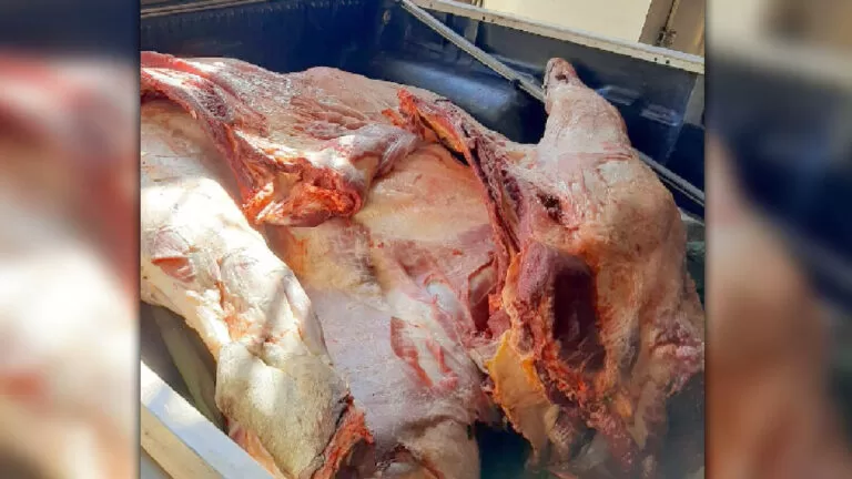 Polícia Civil apreende 389 quilos de carne imprópria para consumo em comércio de Ladário