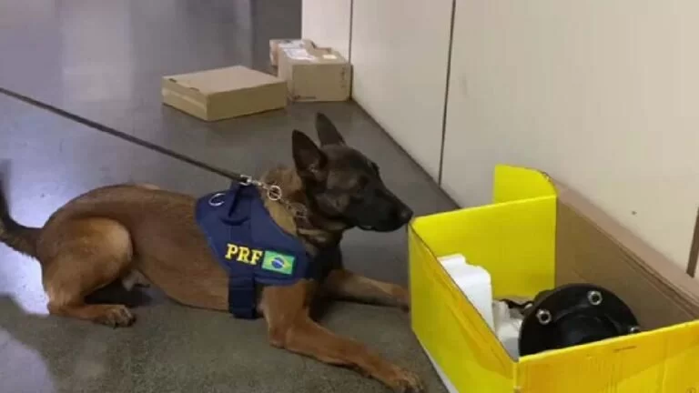 PRF intercepta envio de drogas despachadas pelos Correios em Corumbá e Campo Grande