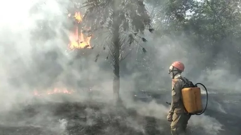 Bombeiros combatem incêndio em área no Maria Leite