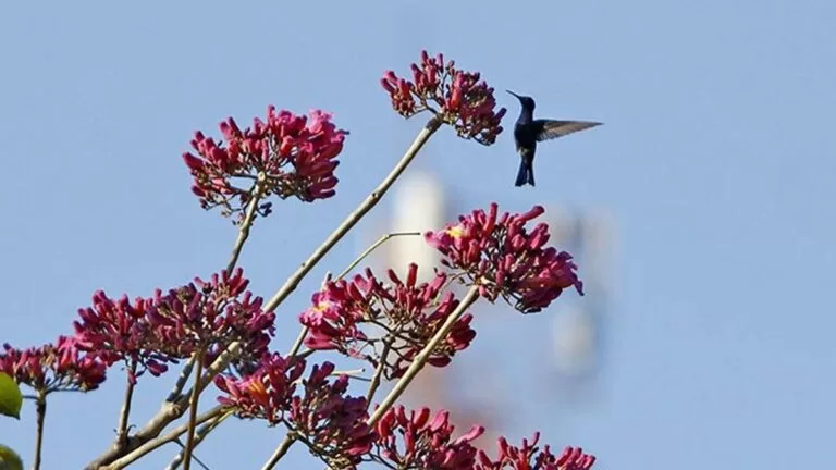 Frio intenso dá boas vindas ao mês de julho, mas começa a perder força