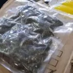 Jovem é preso ao tentar despachar maconha pelos Correios em Campo Grande