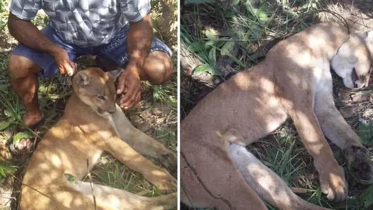 PMA autua homens por morte de onça-parda em armadilha em fazenda de MS |Vídeo