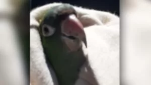 Leia mais sobre o artigo Bombeiros resgatam papagaio preso em linha de pipa | Vídeo