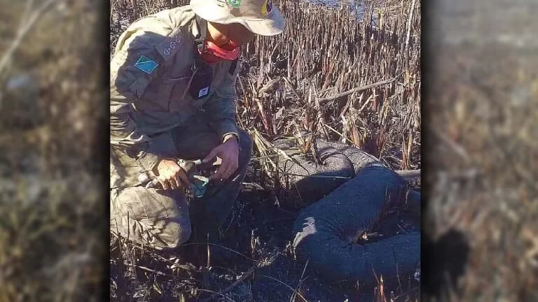 Sucuri de 5,5 metros morre carbonizada durante incêndios florestais em Bonito | Vídeo