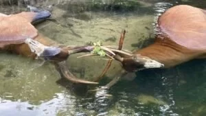 Leia mais sobre o artigo Cervos ficam com com galhas entrelaçadas e morrem afogados em rio no Pantanal