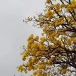 Passagem de frente fria traz chuva e ameniza calor em Mato Grosso do Sul