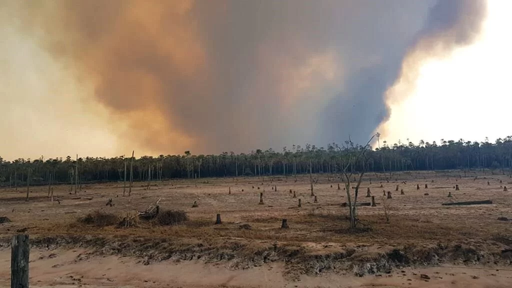 incendios carandazal pantanal