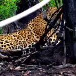 Sete meses depois, onça solta no Pantanal está caçando e anda 8 km por noite