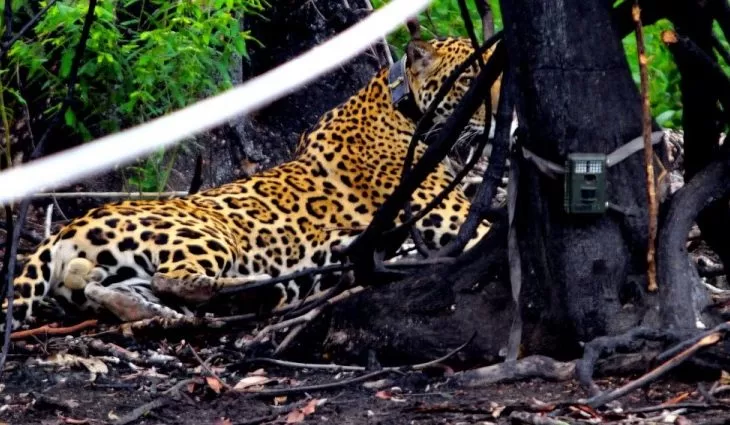 No momento, você está visualizando Sete meses depois, onça solta no Pantanal está caçando e anda 8 km por noite
