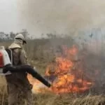 Pesquisadores da UEMS analisam fogo histórico no Pantanal