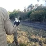 Bombeiros resgatam filhote de jacaré que fugia de incêndios no Pantanal | Vídeo