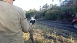 Leia mais sobre o artigo Bombeiros resgatam filhote de jacaré que fugia de incêndios no Pantanal | Vídeo