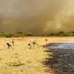 Combate aos incêndios no Pantanal mobiliza 510 homens e seis aeronaves: incidência de focos é menor em três anos críticos