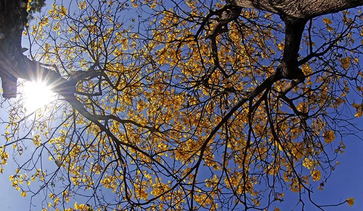 Você está visualizando atualmente Primavera começa com tempo claro e ensolarado em Mato Grosso do Sul