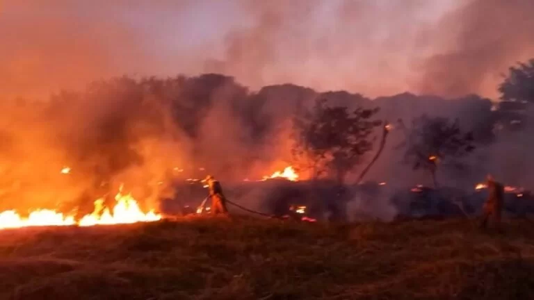 Vídeo| Bombeiros combatem incêndio em mata próximo de hospital e mercado atacadista