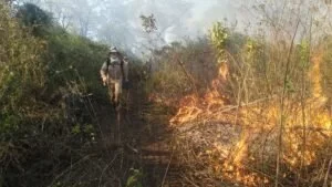 Leia mais sobre o artigo Bombeiros se mobilizam para combater novos focos de incêndio no Paiaguás
