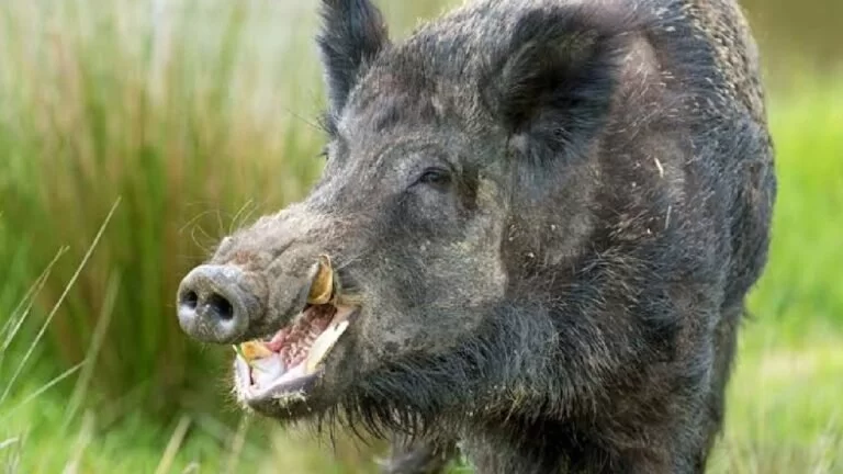 Trabalhador rural é ferido por Javali em fazenda no Pantanal