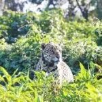 Onça-pintada resgatada dos incêndios no Pantanal é avistada na Serra do Amolar