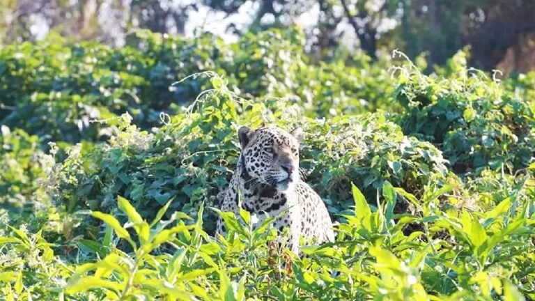 IHP alerta que Pantanal é área fundamental para conservação da onça-pintada