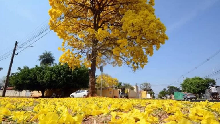 Primavera começa com chegada de frente fria, temporais e fortes ventos