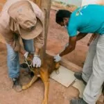 Sábado tem dia D de vacinação antirrábica em Corumbá