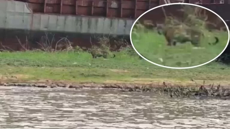 IHP faz monitoramento de onças-pintadas avistadas próximo da área urbana de Corumbá