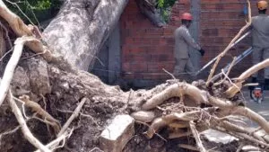 Leia mais sobre o artigo Bombeiros retiram árvore que caiu sobre residência no Universitário