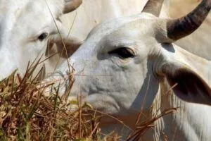 Leia mais sobre o artigo Acusados de furto de gado morrem em confronto com a polícia