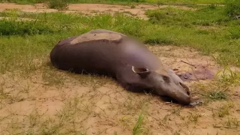 Polícia investiga mutilação de anta encontrada morta em Aquidauana