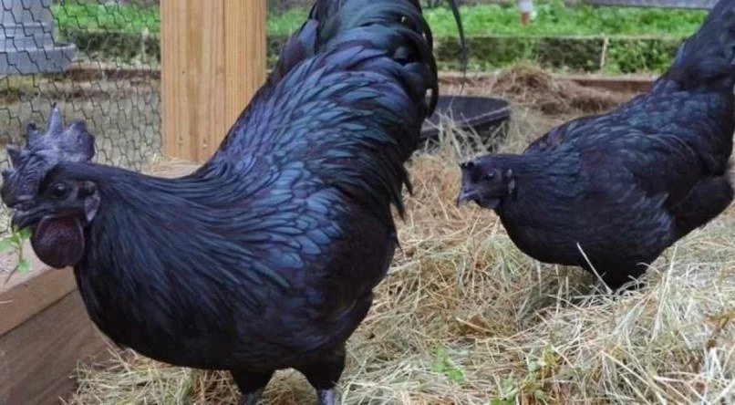 Você está visualizando atualmente Conheça a ‘galinha gótica’, que é 100% preta, desde as penas até os órgãos e ossos