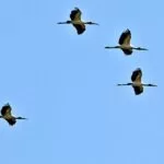 Quarta-feira de céu claro e temperaturas elevadas em Mato Grosso do Sul