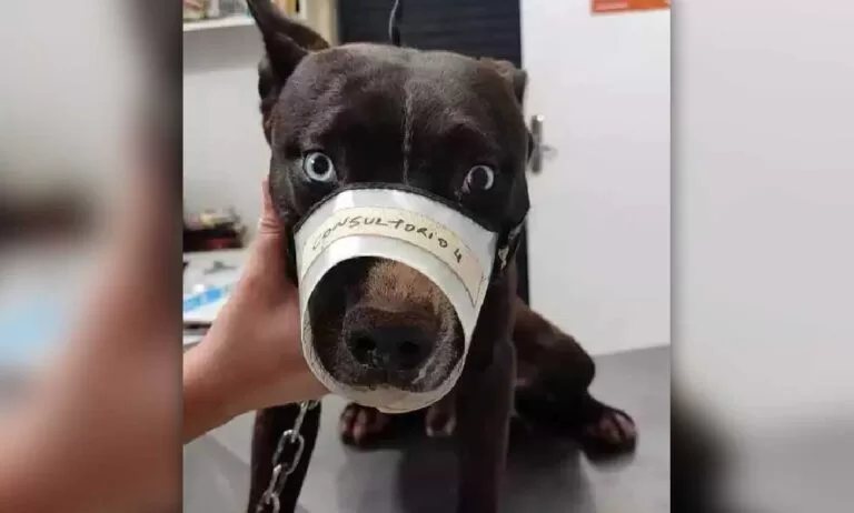 Sem anestesia homem tenta castrar cachorro em casa e acaba preso em MS