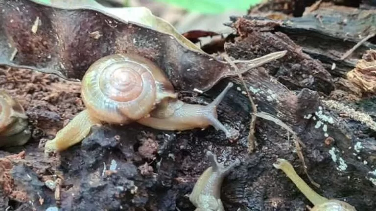 Transmissor da meningite, Caracol indiano é encontrado em MS e mais 11 estados
