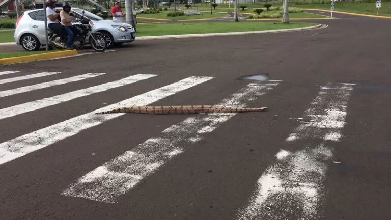 Jiboia é fotografada na faixa de pedestre em avenida de Campo Grande