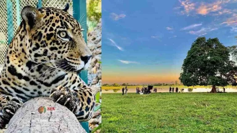 Chamada Matí, onça se prepara para virar estrela de TV em Pantanal